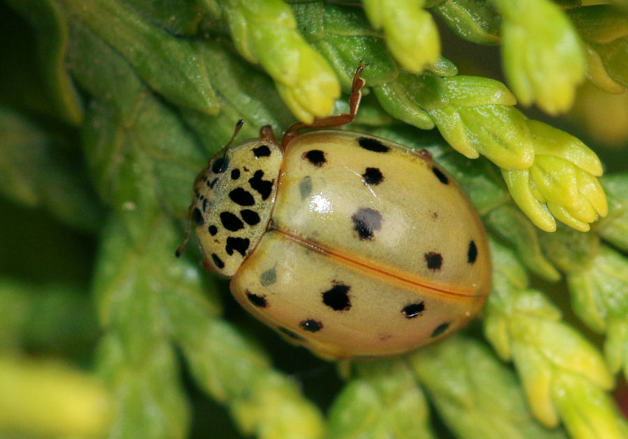 Coccinellidae: Harmonia quadripunctata