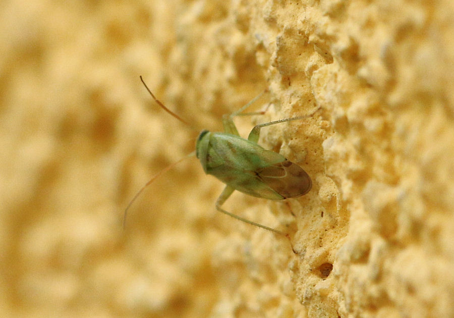 Miridae: Taylorilygus apicalis