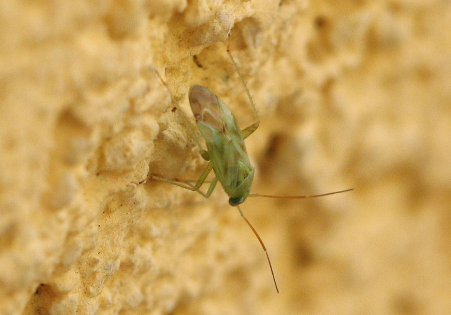 Miridae: Taylorilygus apicalis