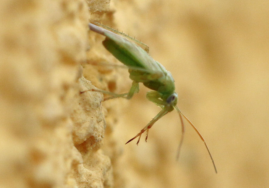 Miridae: Taylorilygus apicalis