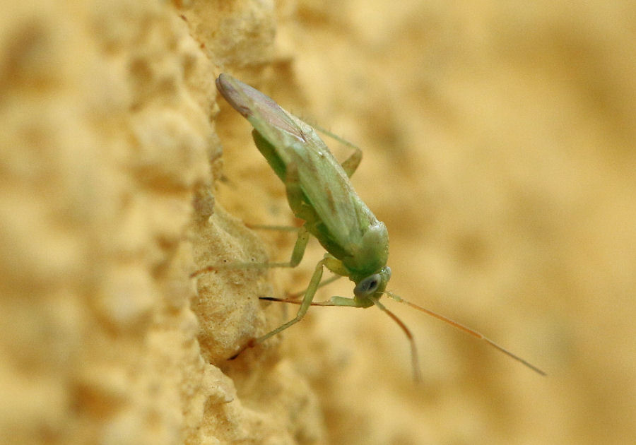 Miridae: Taylorilygus apicalis