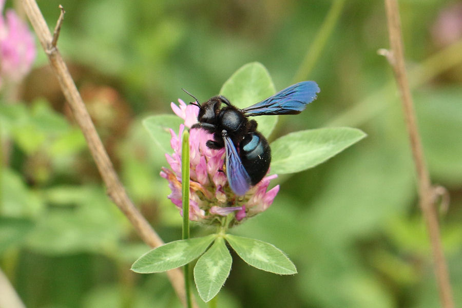 Apidae: Xylocopa iris? S.