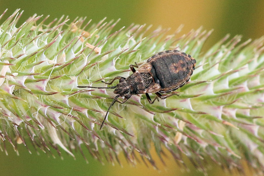 Lygaeidae: Nithecus jacobaeae