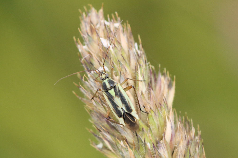 Miridae: Stenotus binotatus adulti e ninfa