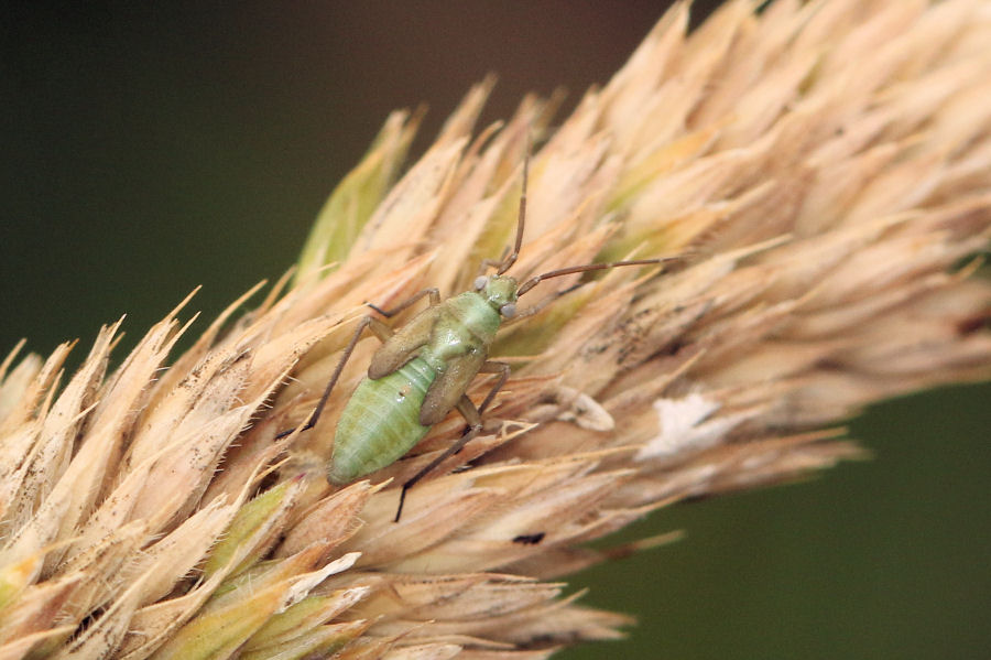 Miridae: Stenotus binotatus adulti e ninfa