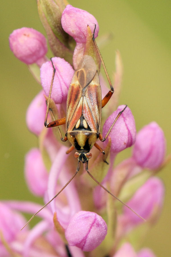 Miridae: Calocoris roseomaculatus?   S, maschio