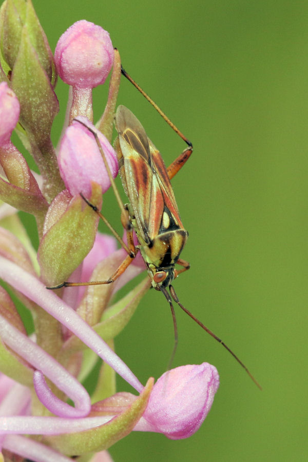 Miridae: Calocoris roseomaculatus?   S, maschio