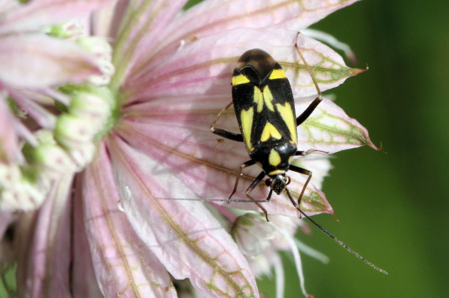 Miridae: Grypocoris (Lophyromiris) sexguttatus in Svizzera