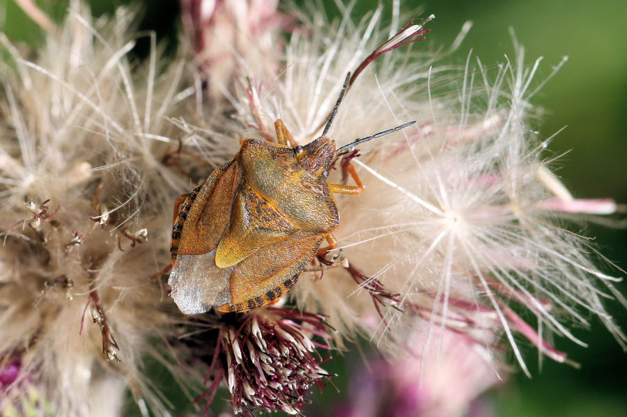 Pentatomide svizzero: Carpocoris melanocerus