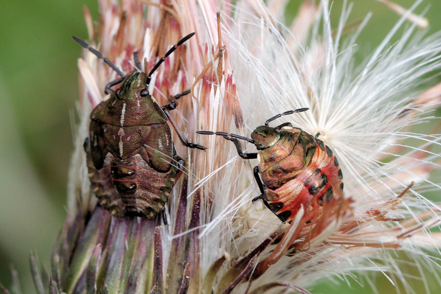 Pentatomidae: Ninfa di Carpocoris melanocerus ?  S !