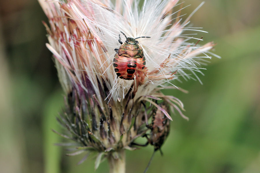 Pentatomidae: Ninfa di Carpocoris melanocerus ?  S !