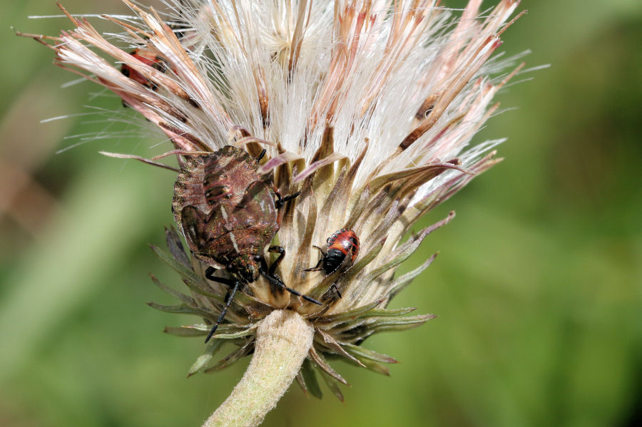 Pentatomidae: Ninfa di Carpocoris melanocerus ?  S !