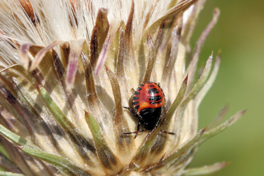 Pentatomidae: Ninfa di Carpocoris melanocerus ?  S !