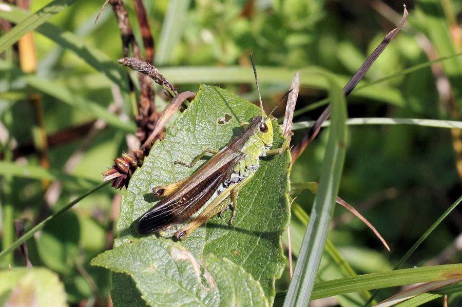 Acrididae svizzero: Stauroderus scalaris