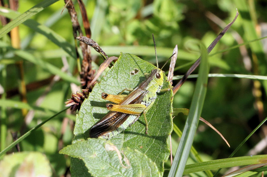 Acrididae svizzero: Stauroderus scalaris