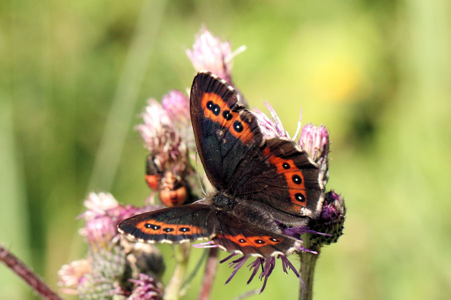 Erebia ligea dalla Svizzera