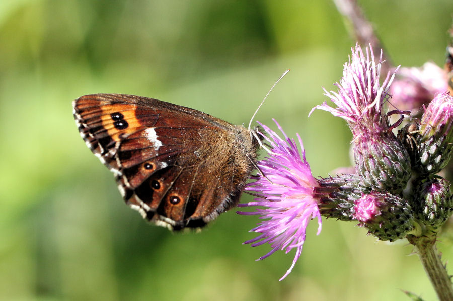 Erebia ligea dalla Svizzera