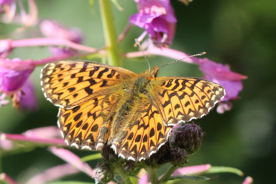 Nymphalidae: Boloria titania ?  S !