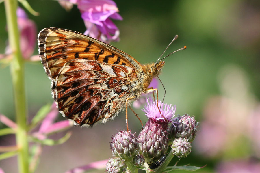 Nymphalidae: Boloria titania ?  S !