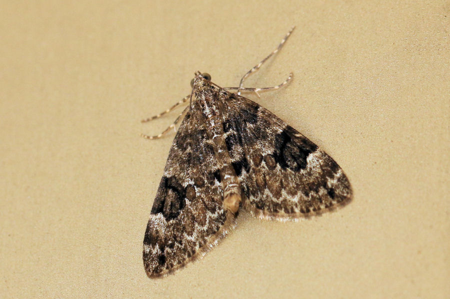 Geometridae: Thera sp.?  S, T variata o T. britannica