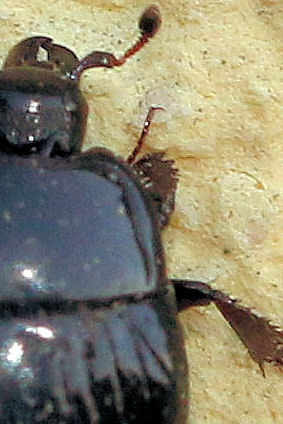 Histeridae: Margarinotus cfr. brunneus