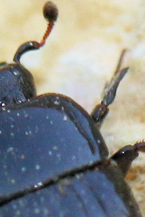 Histeridae: Margarinotus cfr. brunneus