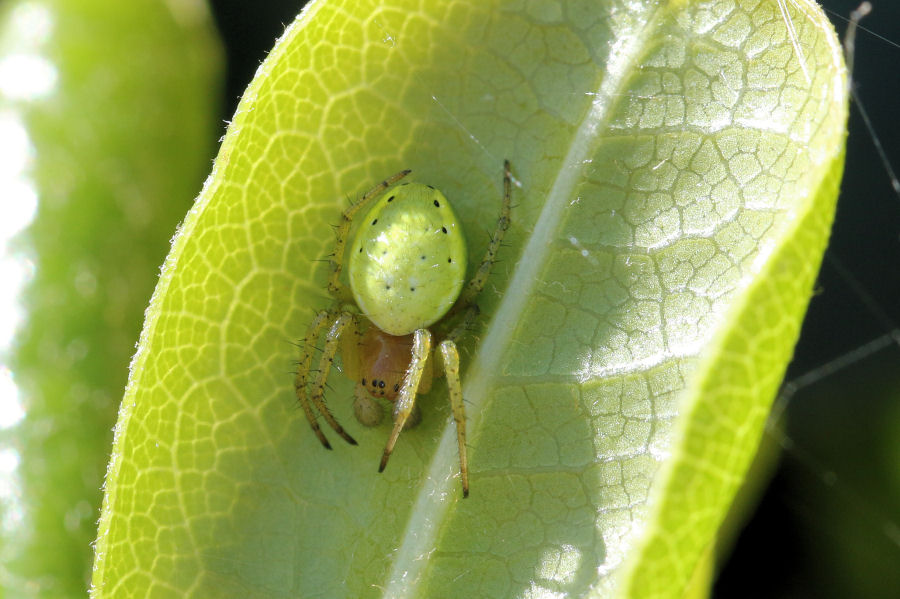 Araniella cucurbitina?... Araniella sp. - Castel Maggiore (BO)