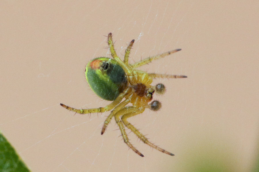 Araniella cucurbitina?... Araniella sp. - Castel Maggiore (BO)