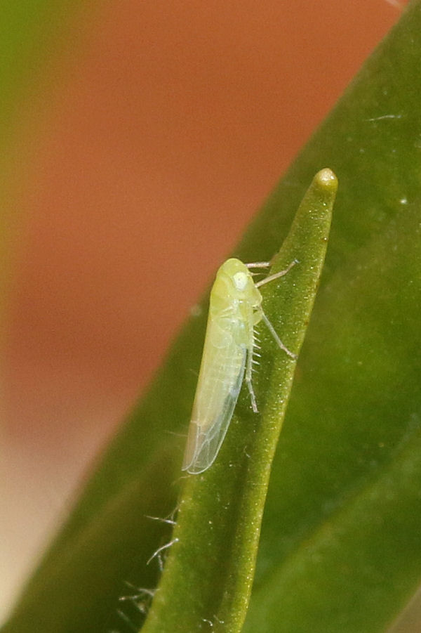 Cicadellidae Tyflocybinae Typhlocybini sp.