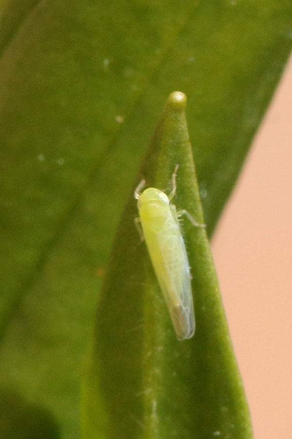 Cicadellidae Tyflocybinae Typhlocybini sp.