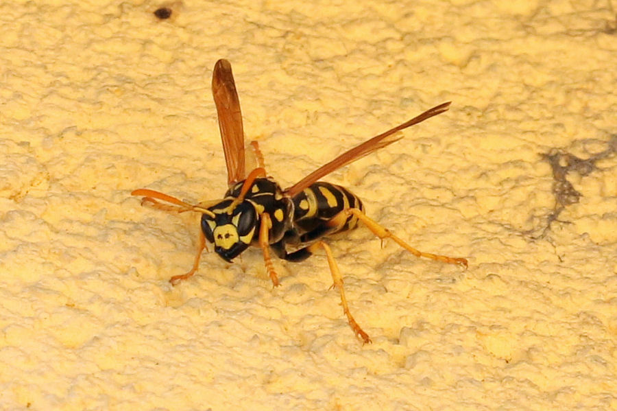 Vespidae: Polistes dominulus? 