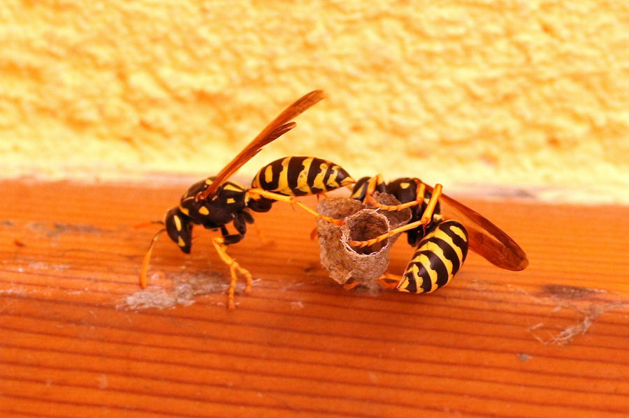 Vespidae: Polistes dominulus? 