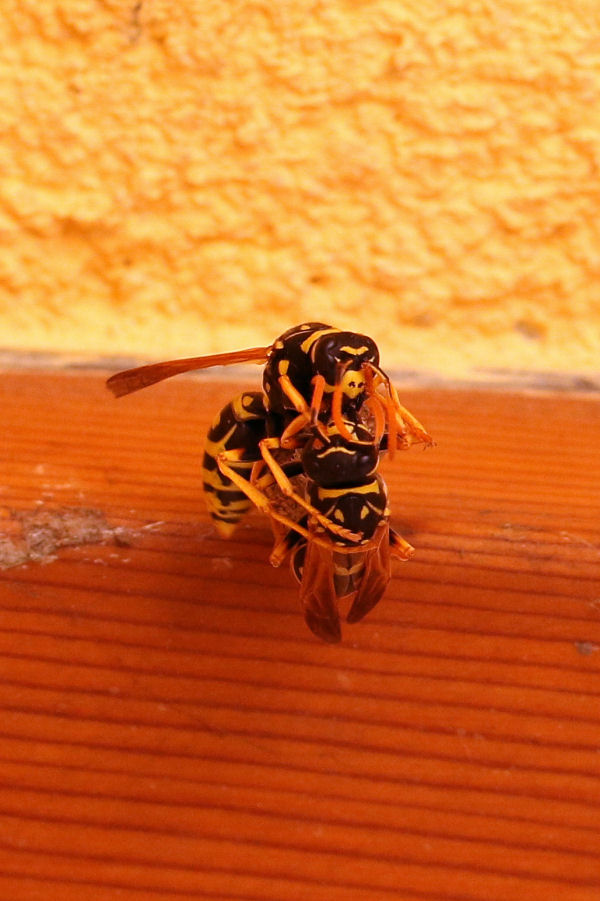 Vespidae: Polistes dominulus? 