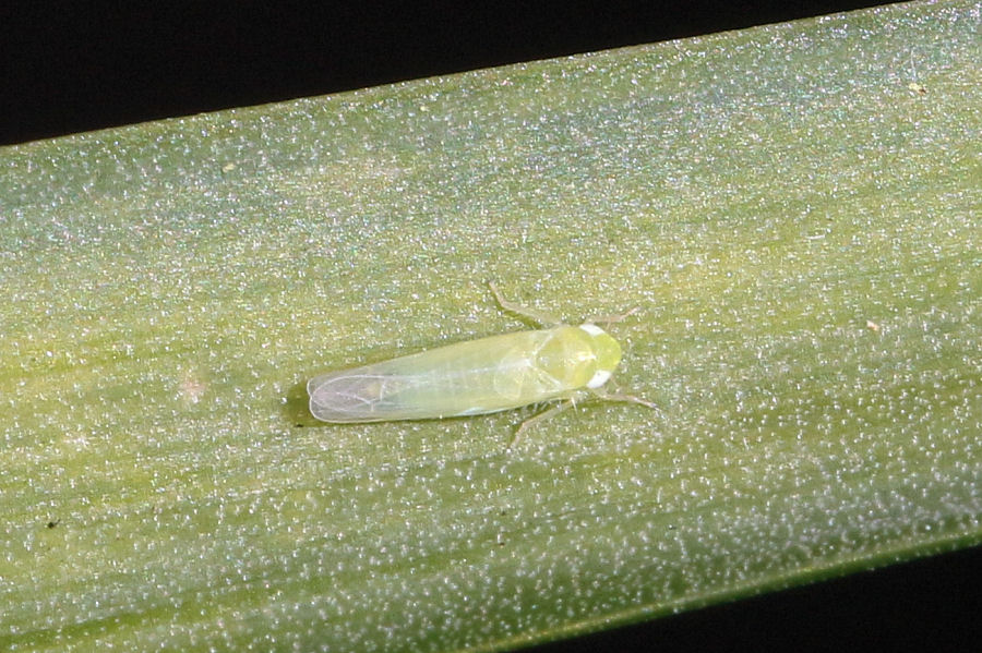 Cicadellidae Tyflocybinae Typhlocybini sp.