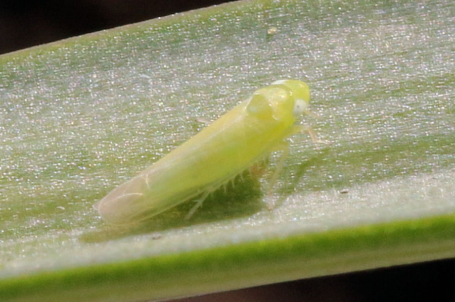 Cicadellidae Tyflocybinae Typhlocybini sp.