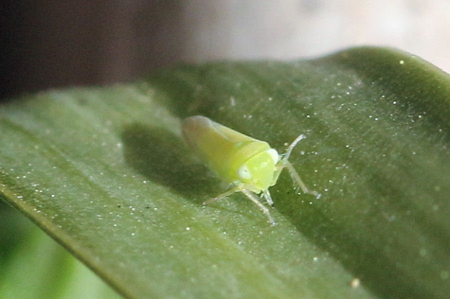 Cicadellidae Tyflocybinae Typhlocybini sp.