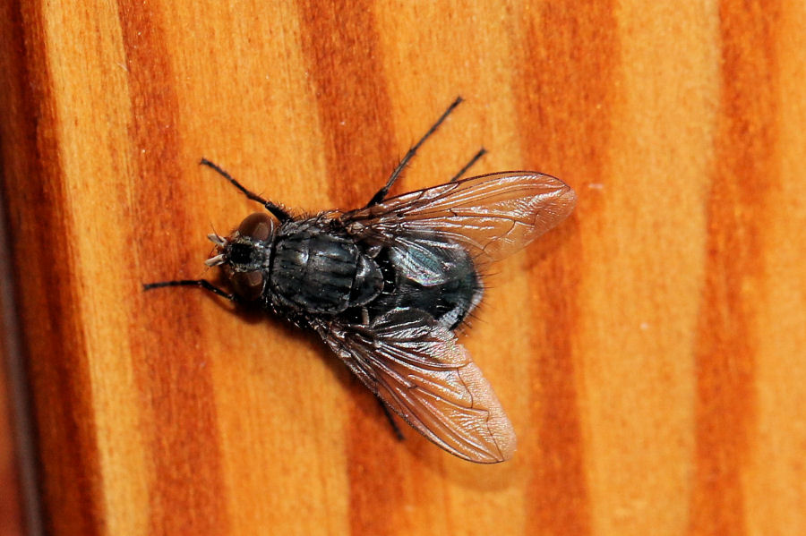 Curiosit su Calliphoridae