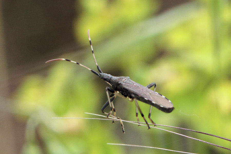 Stenocephalidae: Dicranocephalus albipes