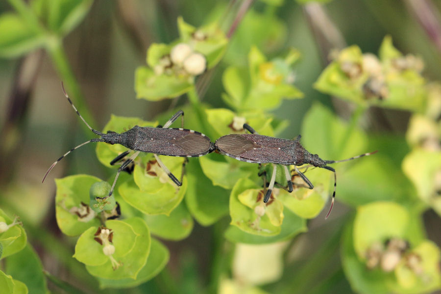 Stenocephalidae: Dicranocephalus albipes