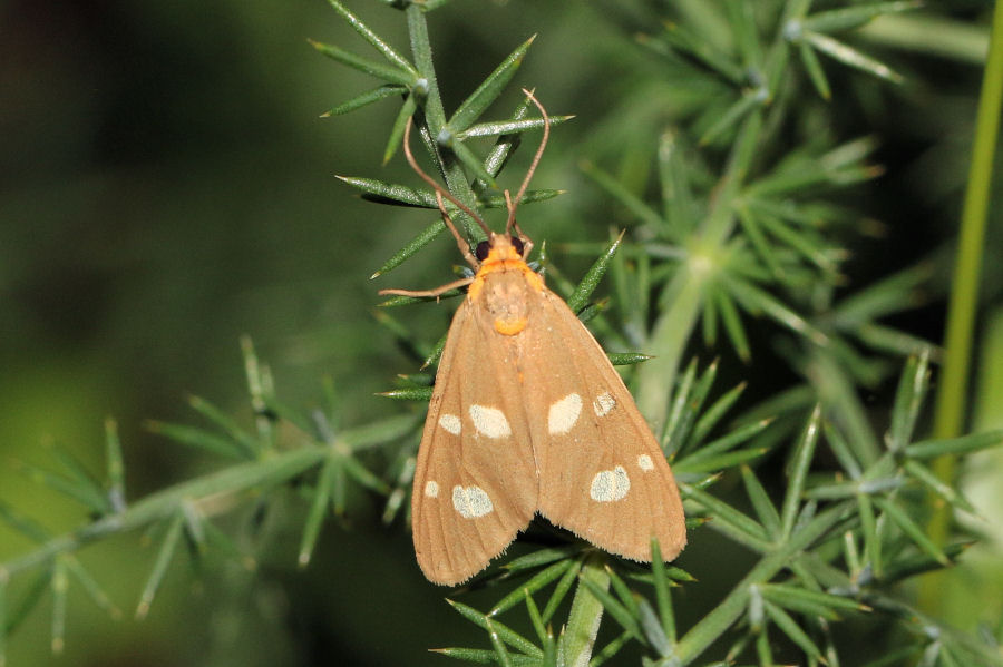 Dysauxes famula (Erebidae arctiinae)?  S !