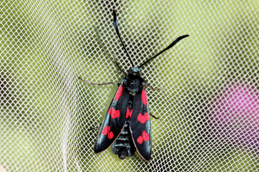 Zygaena filipendulae? S !