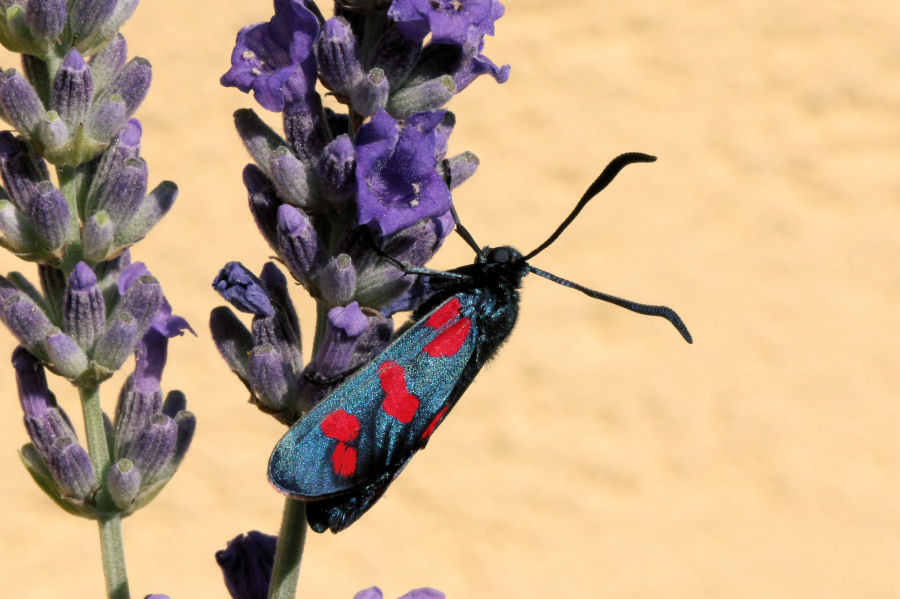 Zygaena filipendulae? S !