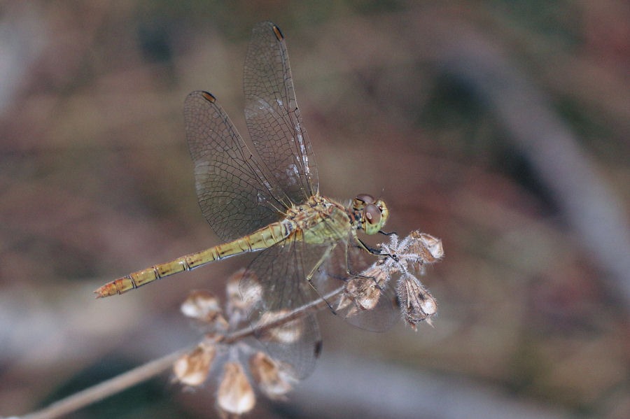 Sympetrum striolatum (femmina)? no, Sympetrum meridionale