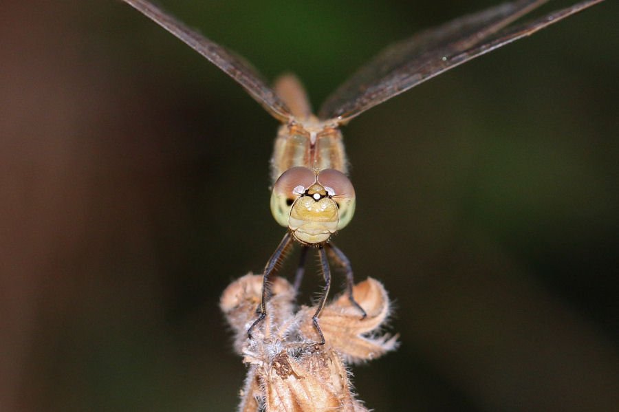 Sympetrum striolatum (femmina)? no, Sympetrum meridionale