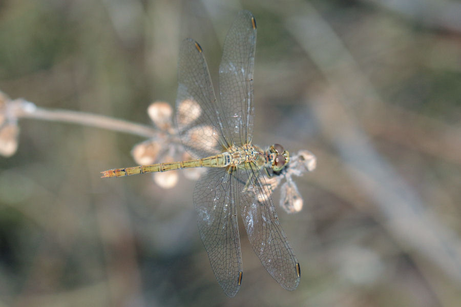 Sympetrum striolatum (femmina)? no, Sympetrum meridionale