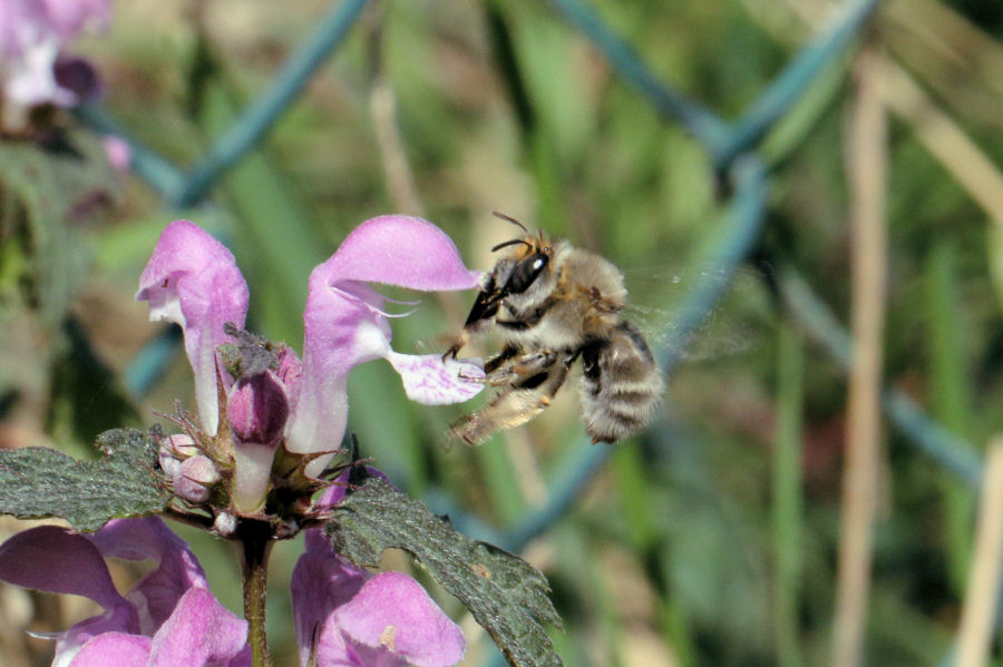 Anthophora sp.?