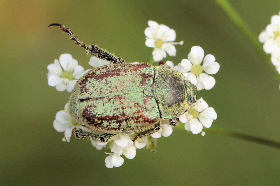 Rutelidae: Hoplia argentea? S.