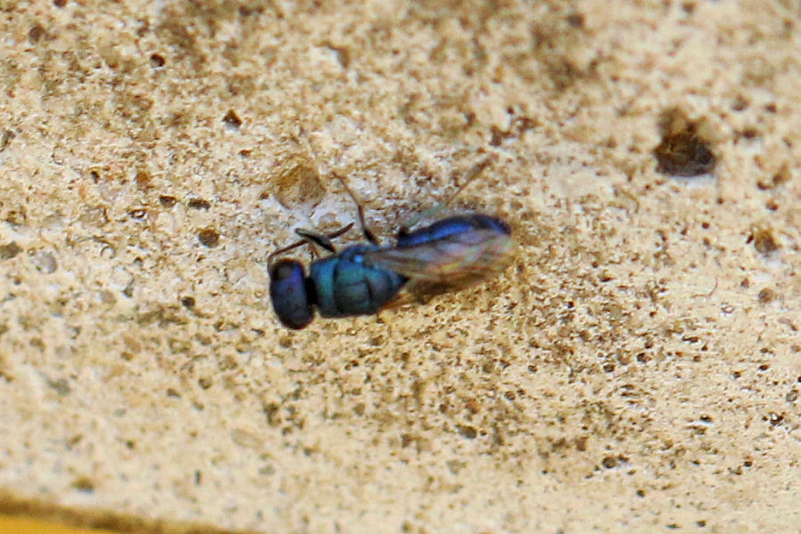 Chrysididae da id.: Chrysis ragusae