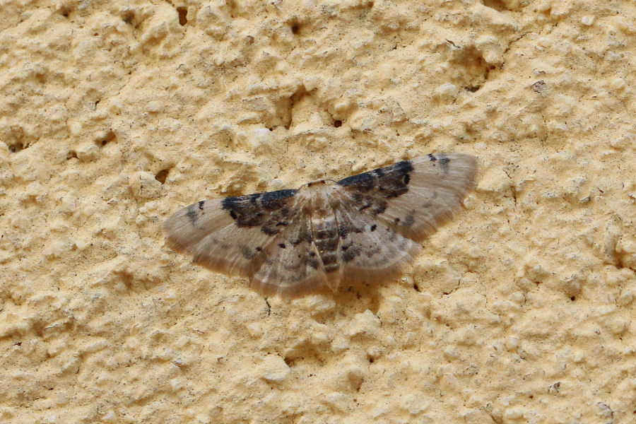 Geometridae: Idaea filicata? S