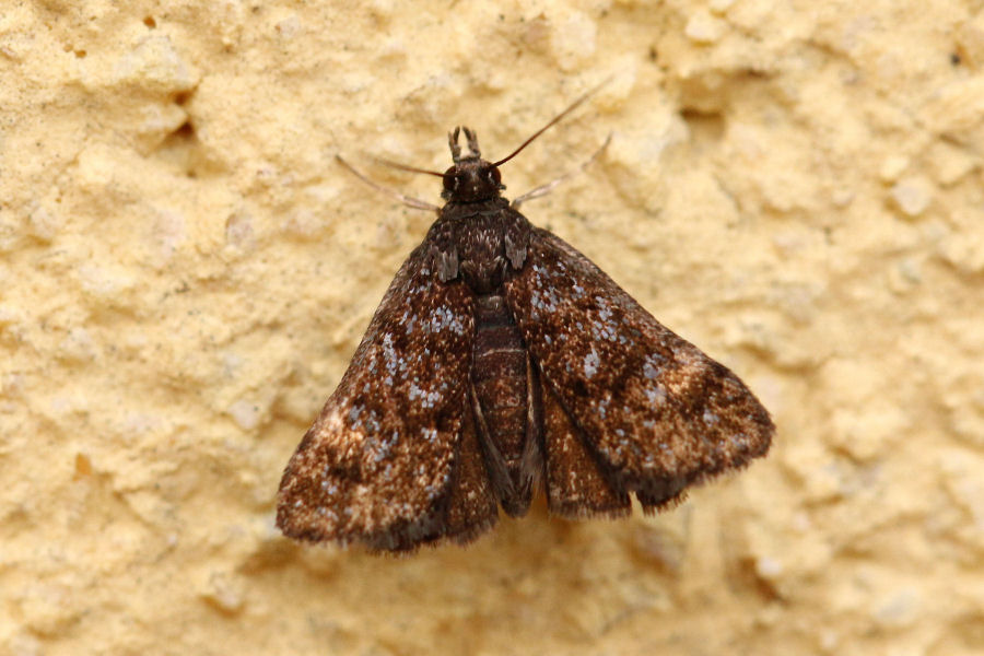 Crambidae?  S: cfr. Heliothela wulfeniana